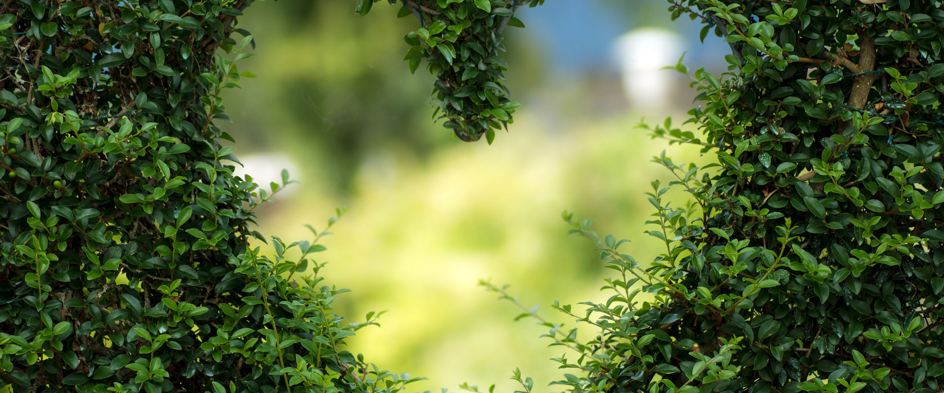 用綠色點綴世界, 用生機感動人心！